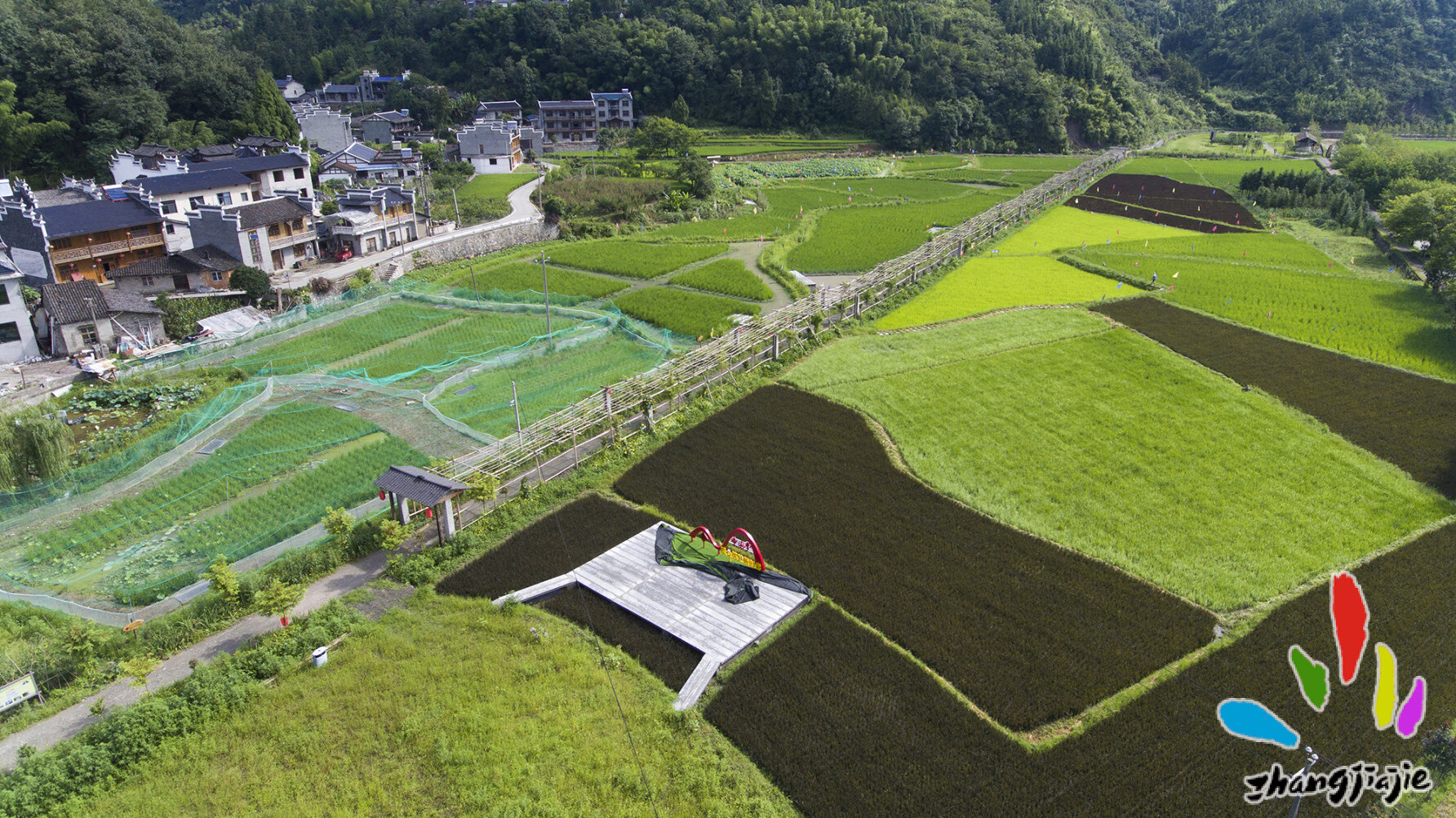 協(xié)合芭茅稻、巨型稻種植基地。